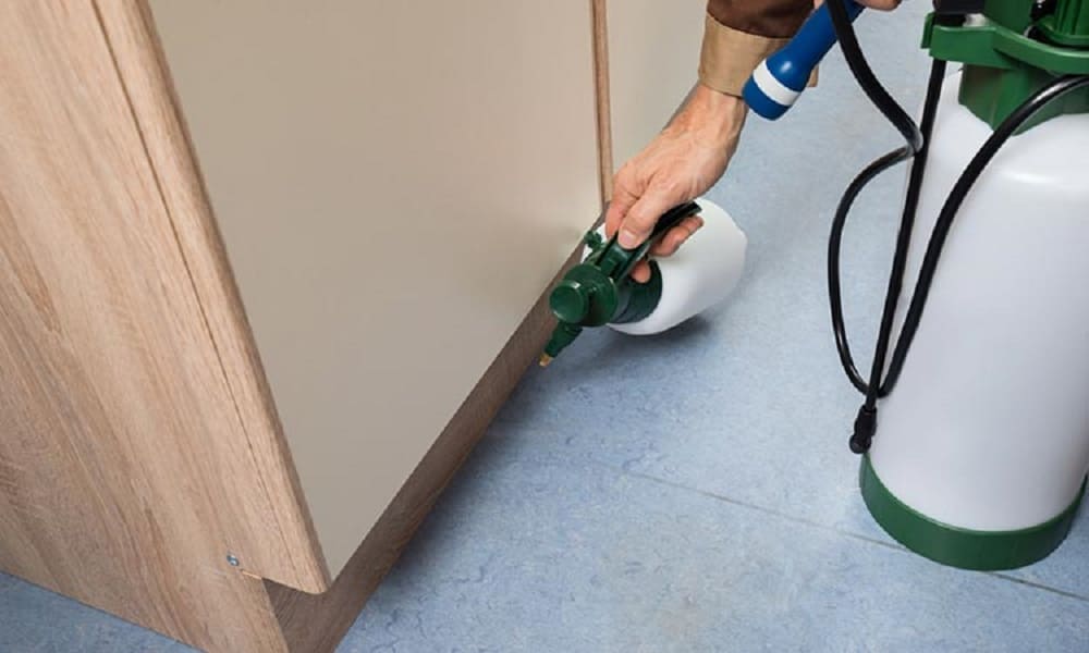 أفضل شركات مكافحة الفئران بقطر