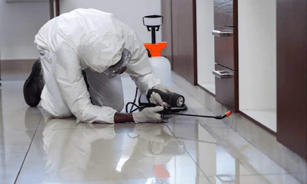 أفضل شركة لمكافحة الحشرات بقطر