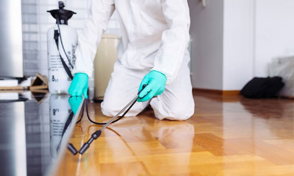 شركة مكافحة حشرات وقوراض بقطر