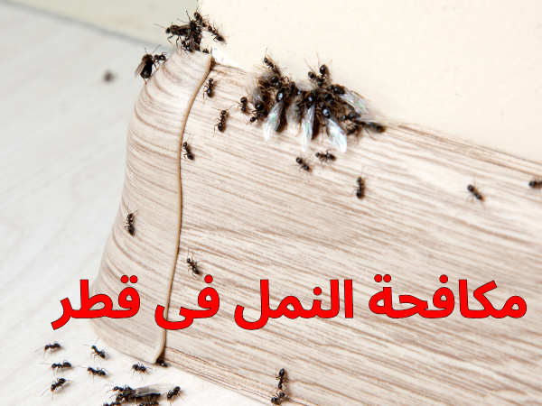 مكافحة النمل فى قطر