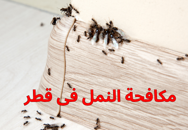 مكافحة النمل فى قطر